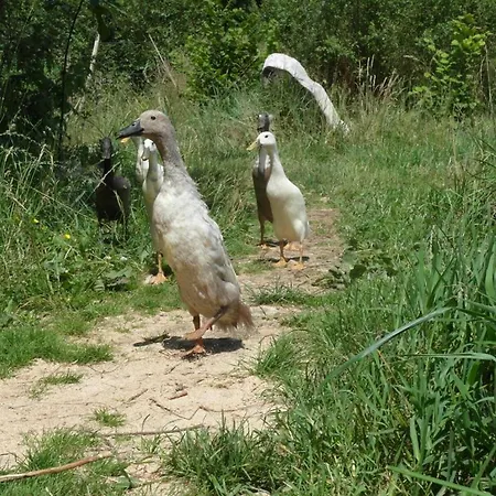 - D'hôtes Acoucoula 3* Orthez