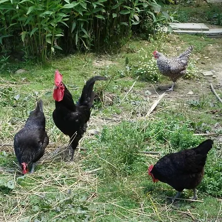 - D'hôtes Acoucoula 3*