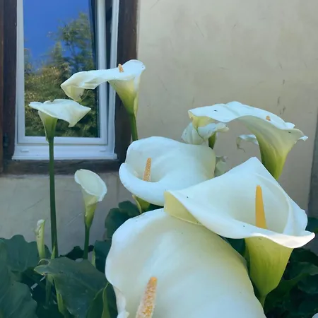 - D'hôtes Acoucoula Couette-café 3*