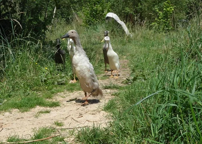 - D'hotes Acoucoula 3* Orthez