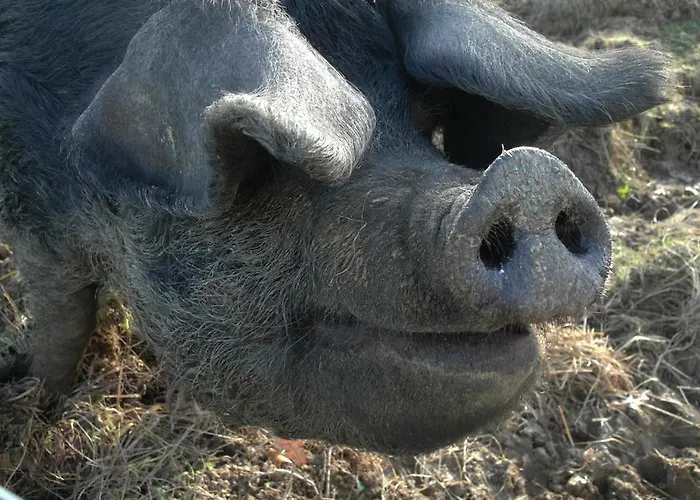 - D'hotes Acoucoula 3* Orthez