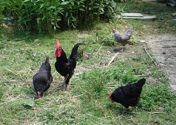 - D'hôtes Acoucoula 3*