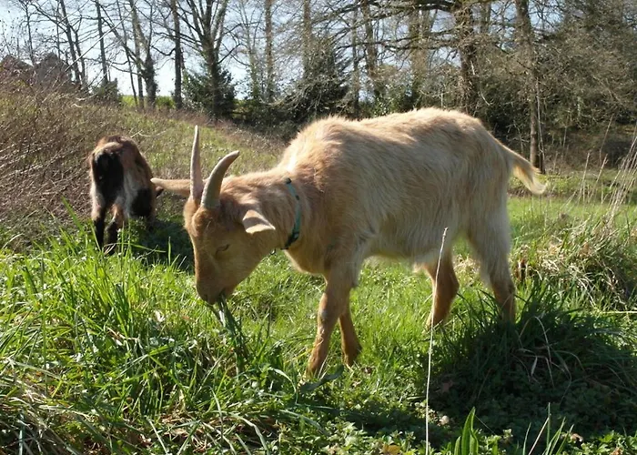 - D'hotes Acoucoula Orthez