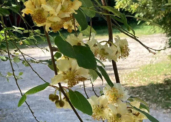 - D'hotes Acoucoula Bed & Breakfast 3*