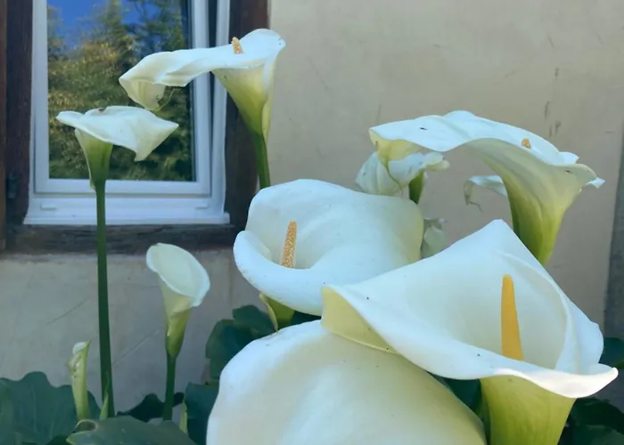 - D'hotes Acoucoula Bed & Breakfast 3*